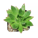 Succulent Christmas Gift Ideas, Christmas Gift Ideas for Succulent Lovers, Holiday Succulent Planter, Holiday Decorating with Succulents, 4 inch echeveria agavoides christmas in terracotta clay pot as gift
