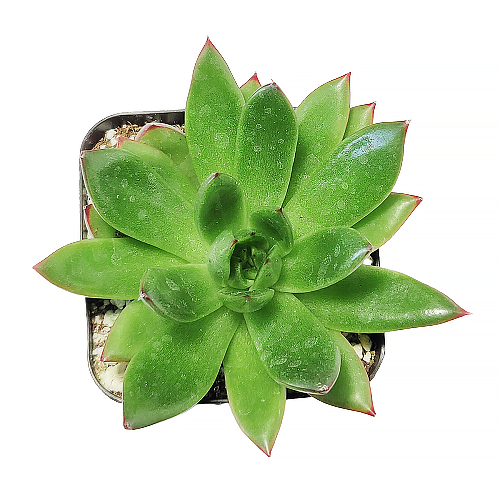 Echeveria Christmas rosette succulent for sale online, Christmas echeveria succulent where to buy, Live Christmas succulent as gift