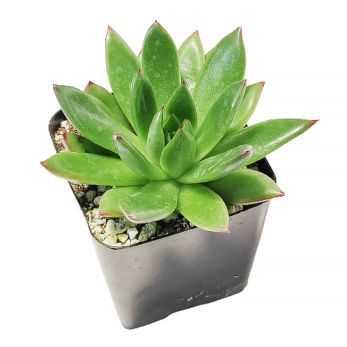 2 inch Christmas echeveria in grower pot for sale, Rosette succulent for Christmas decor ideas