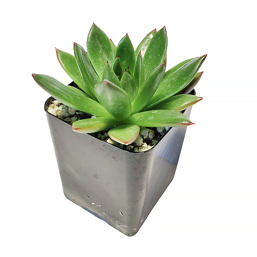 live echeveria plant, echeveria, echeveria succulent, echeveria agavoides christmas for sale usa online, christmas succulent for sale, echeveria christmas where to buy