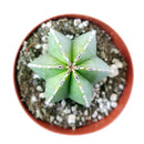 Pachycereus Marginatus for sale, how to grow Mexican Fence Post Cactus, succulents, cactus, succulent plant, succulent care, Rare succulents, indoor succulents, succulents garden, succulent subscription, monthly succulents, succulent care guide, succulent care tips, Succulents shop near me, how to grow succulents, succulents shop in California, cactus, cactus succulent, succulent cactus, cacti, cactus and succulents, succulents box, succulent shop, buy succulents online