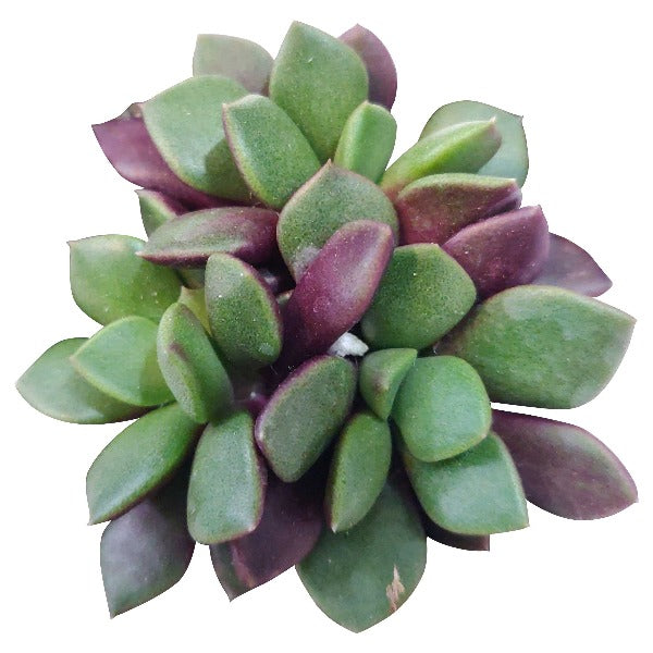 Anacampseros Telephiastrum Succulent Plant for sale, How to care for Anacampseros Telephiastrum, Growing for Anacampseros Telephiastrum, Succulent Gift Box Ideas, Succulent wedding favor,  anacampseros telephiastrum variegata