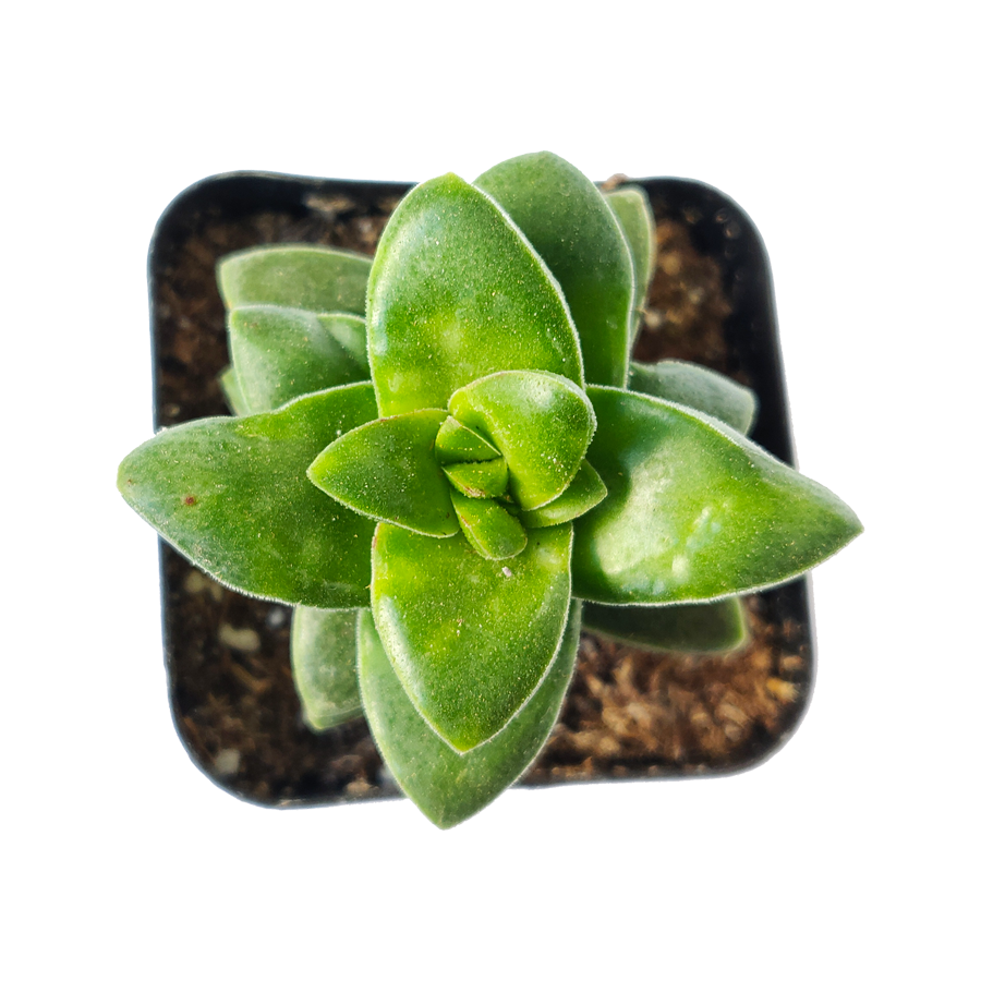fully grown succulent Crassula Springtime Succulent fully rooted with Care Guide 2 inch / Plastic Pot by Succulents Box