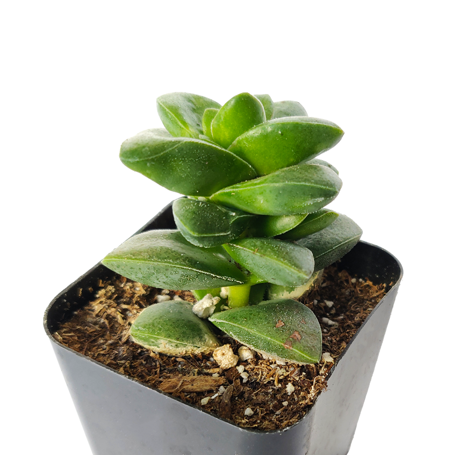 succulent care, Rare succulents, cactus, succulent care guide, how to grow succulents, Succulents shop near me, succulents shop in California, succulents store in CA, crassula springtime in California, How to grow crassula springtime, Buy crassula springtime online, crassula, crassula plant, crassula succulent, crassula types, crassula varieties, types of crassula, crassula species, crassulas, succulent crassula