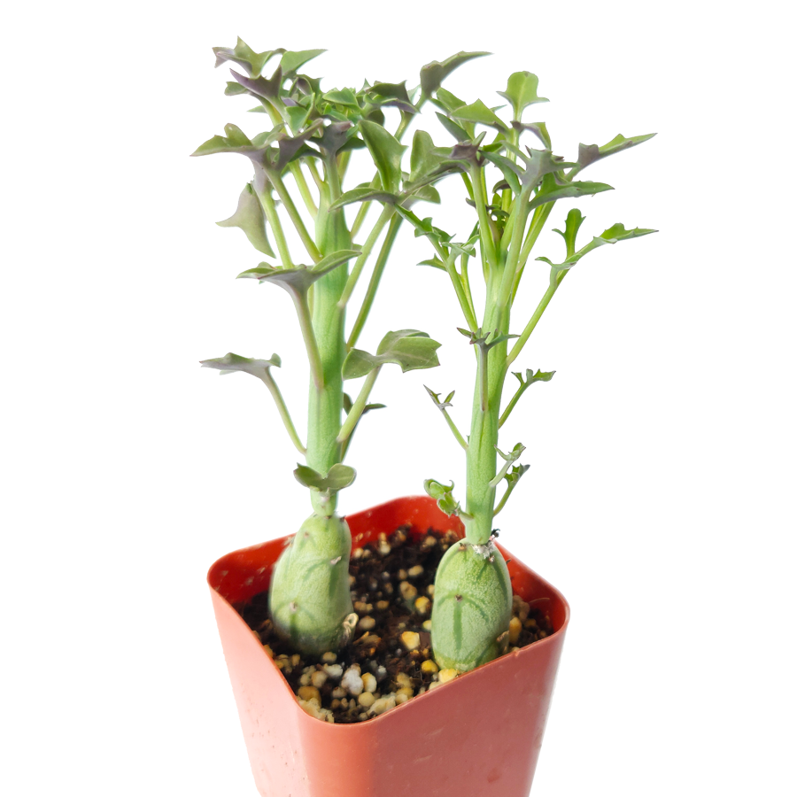 succulent hot dogs Senecio articulatus Candle Plant for Sale | Succulent Care