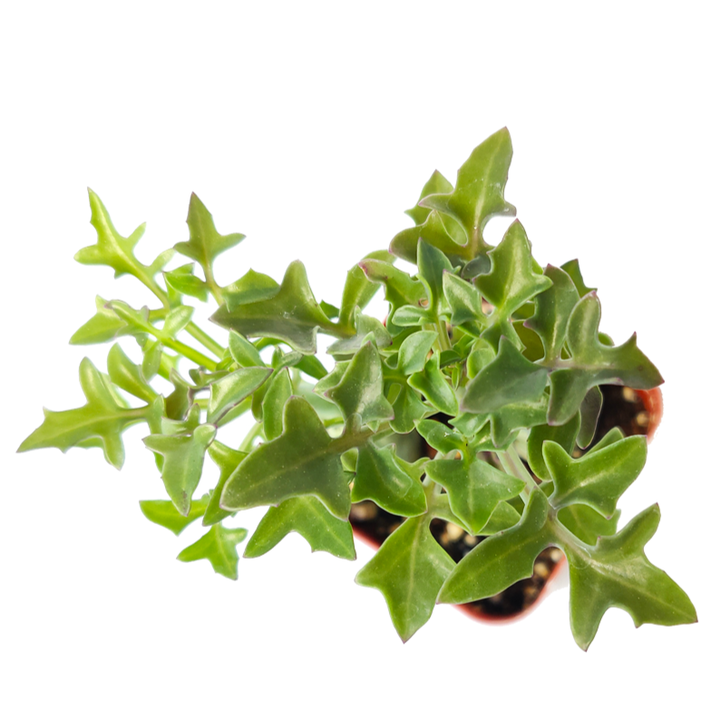 hot dog succulent Senecio articulatus Candle Plant for Sale | Succulent Care