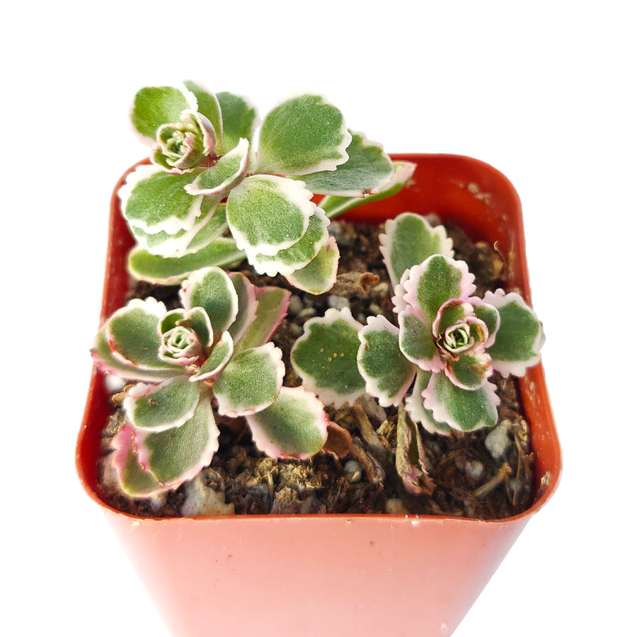 sedum tricolor succulent Sedum Tricolor Sedum Spurium Stonecrop | Succulent Care