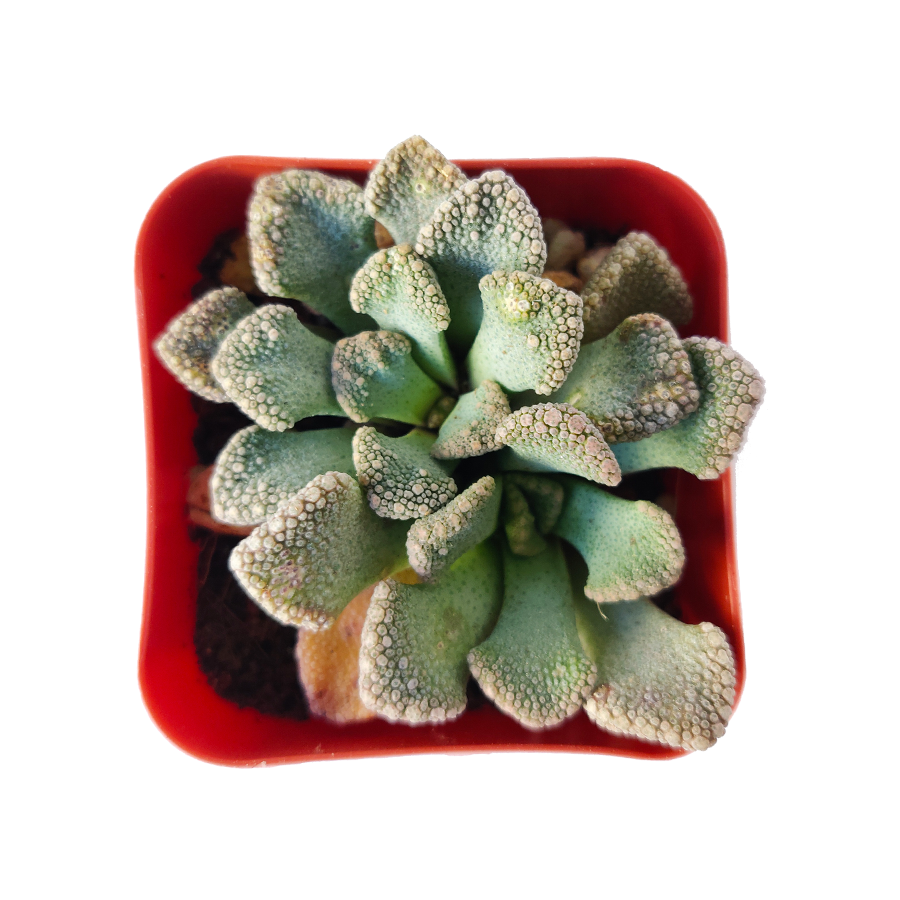 concrete leaf succulent care Concrete Leaf