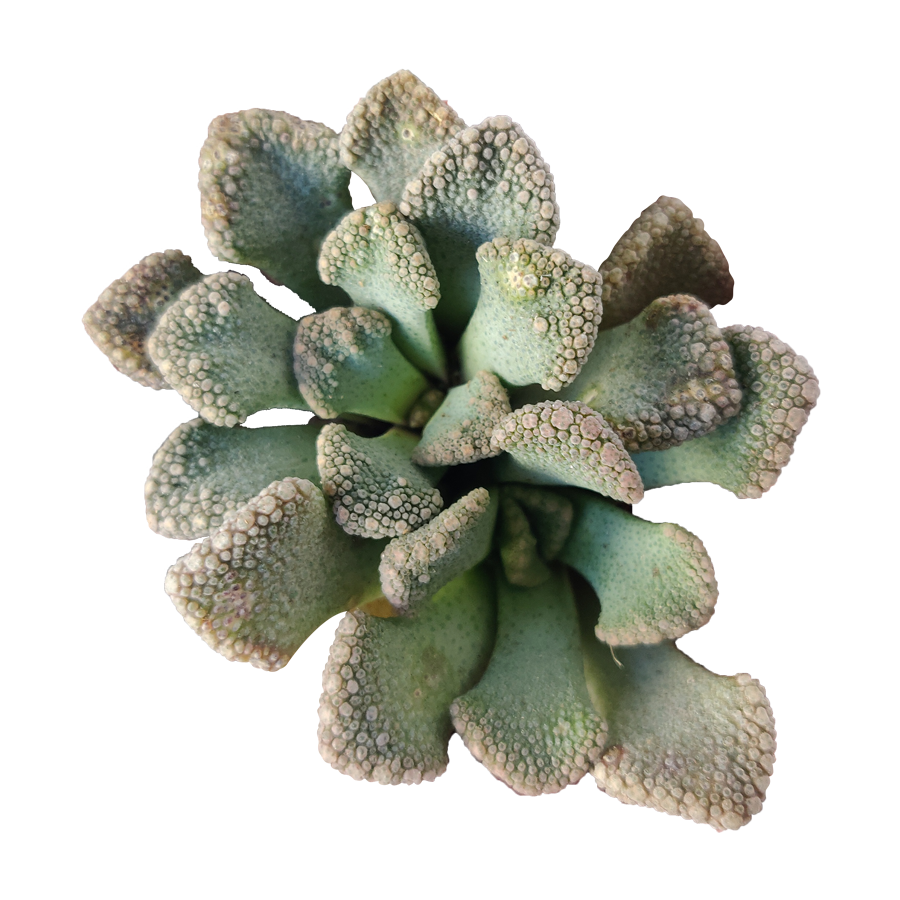 concrete plant succulent Concrete Leaf