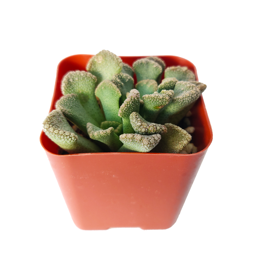 Jewel Weed for Sale, how to grow succulents, Succulents, succulent care, indoor succulents, Succulents shop near me, succulents garden, cactus, succulent plant, Concrete Leaf in California, How to grow Concrete Leaf, rare succulents, rare succulents for sale, unique succulents, buy succulents online, rare succulent, succulent shop, unusual succulents, succulent store, succulents online