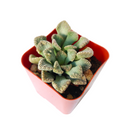 How to grow Titanopsis calcarea Jewel Plant, rare succulents, rare succulents for sale, unique succulents, buy succulents online, rare succulent, succulent shop, unusual succulents, succulent store, succulents online