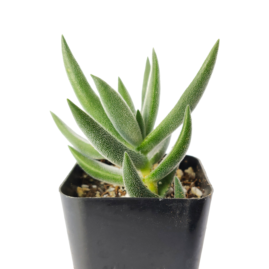 crassula mesembryanthemoides succulent Crassula Mesembryanthemoides Tenelli 2 inch by Succulents Box