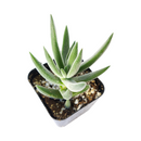 How to grow Crassula Mesembryanthemoides Tenelli indoor, succulents for sale, succulent gift box, succulent decor ideas, crassula, crassula plant, crassula succulent, crassula types, crassula varieties, types of crassula, crassula species, crassulas, succulent crassula