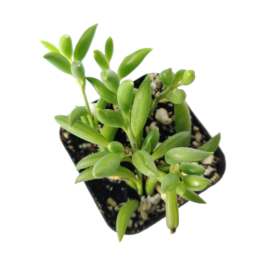 do succulents like banana water Senecio String of Bananas - Low-maintenance Indoor Plants