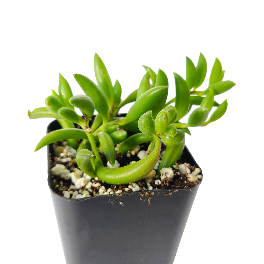mini banana succulent Senecio String of Bananas