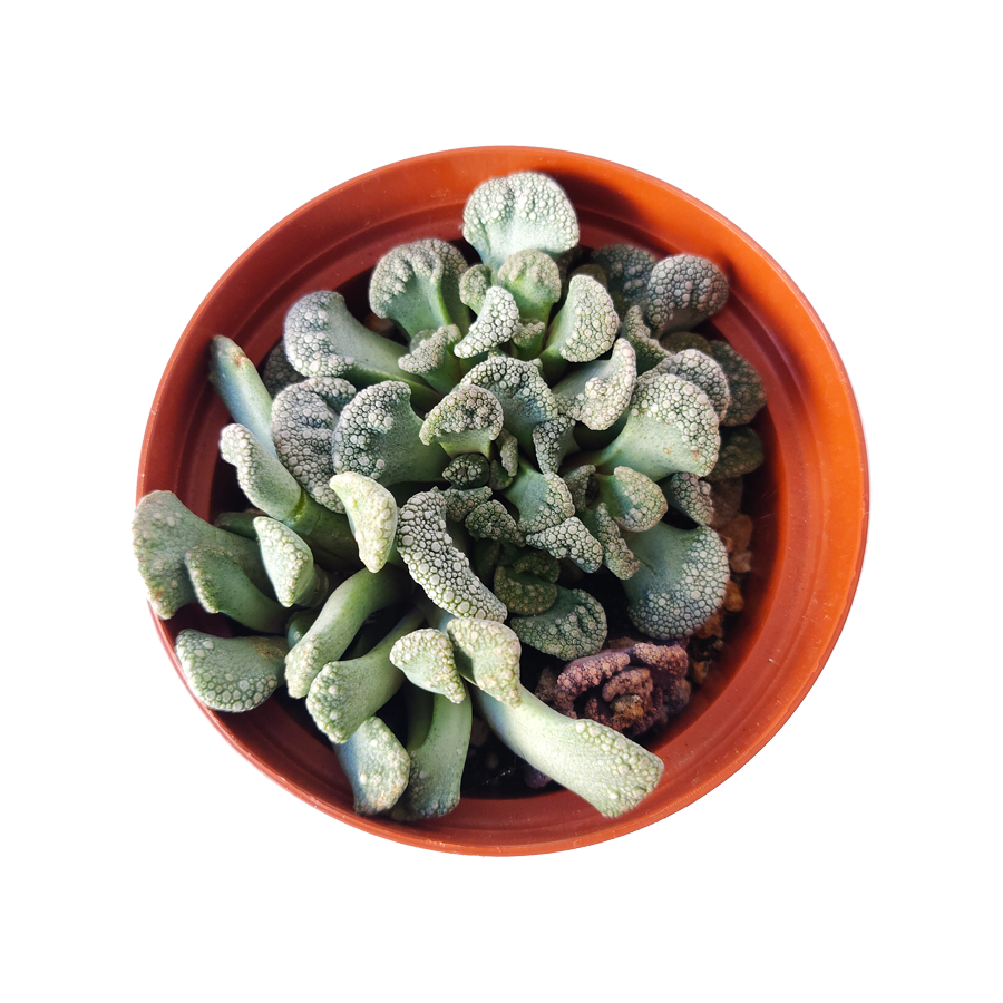 Concrete Leaf for Sale, monthly succulents, indoor succulents, succulents shop in California, cactus, succulent care tips, Succulents shop near me, Succulents, succulent plant, Carpet Leaf Succulent in California, How to grow Carpet Leaf Succulent, rare succulents, rare succulents for sale, unique succulents, buy succulents online, rare succulent, succulent shop, unusual succulents, succulent store, succulents online