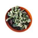 How to grow Titanopsis calcarea Jewel Plant, rare succulents, rare succulents for sale, unique succulents, buy succulents online, rare succulent, succulent shop, unusual succulents, succulent store, succulents online