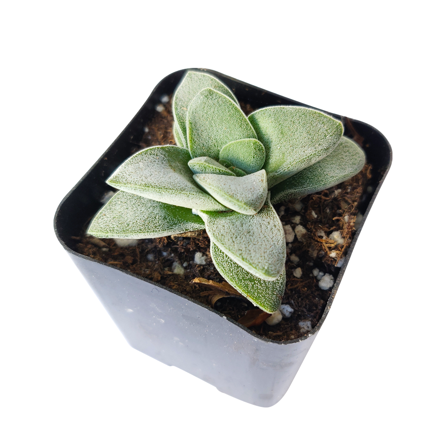 silver pagoda succulent Crassula Morgan Beauty Silver Springtime Succulents for Sale 4 inch / Plastic Pot by Succulents Box