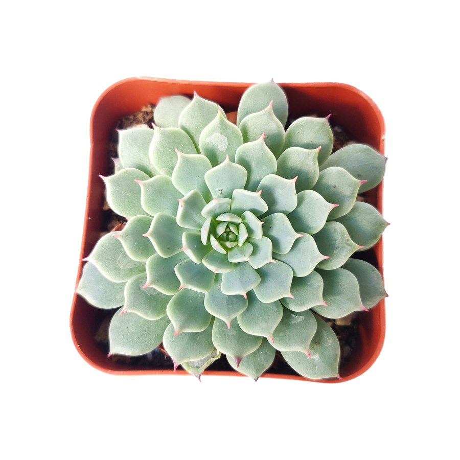 Succulent Arrangement, how to grow succulents, Succulents, succulent care tips, succulents garden, succulent plant, succulent care, monthly succulents, Succulents shop near me, Minima echeveria in California, How to grow Minima echeveria, Succulents for thanksgiving, Thanksgiving succulents gift, Easter succulents idea, echeveria, echeveria succulent, echeveria types, succulent echeveria, buy succulents online, succulent shop, succulent store, echeveria plant, indoor succulents