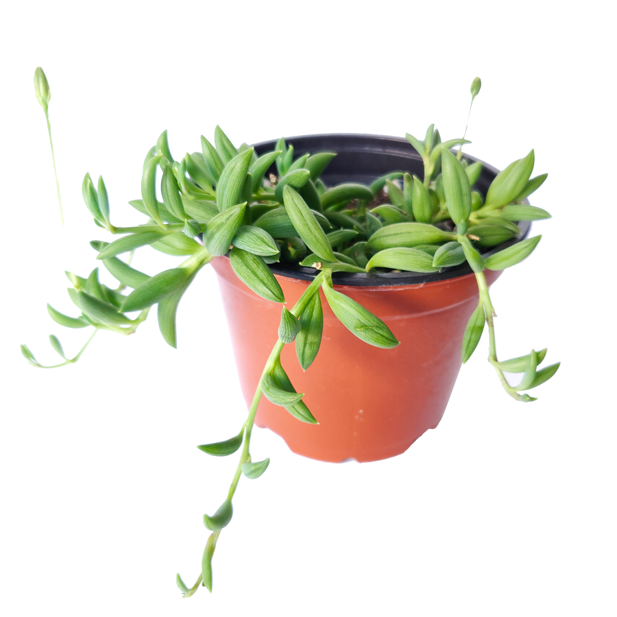 best place to buy plants online, Senecio String of Bananas, succulent care tips, succulent plant, succulents store in CA, succulents shop in California, Rare succulents, succulent care guide, indoor succulents, how to grow succulents, Senecio String of Bananas in California, How to grow Senecio String of Bananas