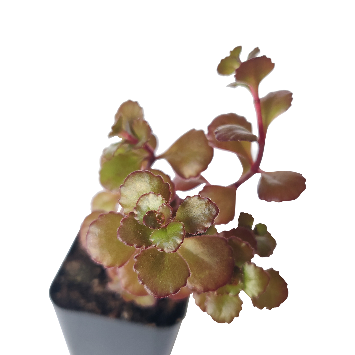 Sedum spurium for sale, red succulent, Dragon blood sedum for sale, best groundcover for shade, Succulents shop near me, Succulents, Rare succulents, how to grow succulents, succulents store in CA, monthly succulents, succulent subscription, succulents garden, Sedum spurium in California, How to grow Sedum spurium