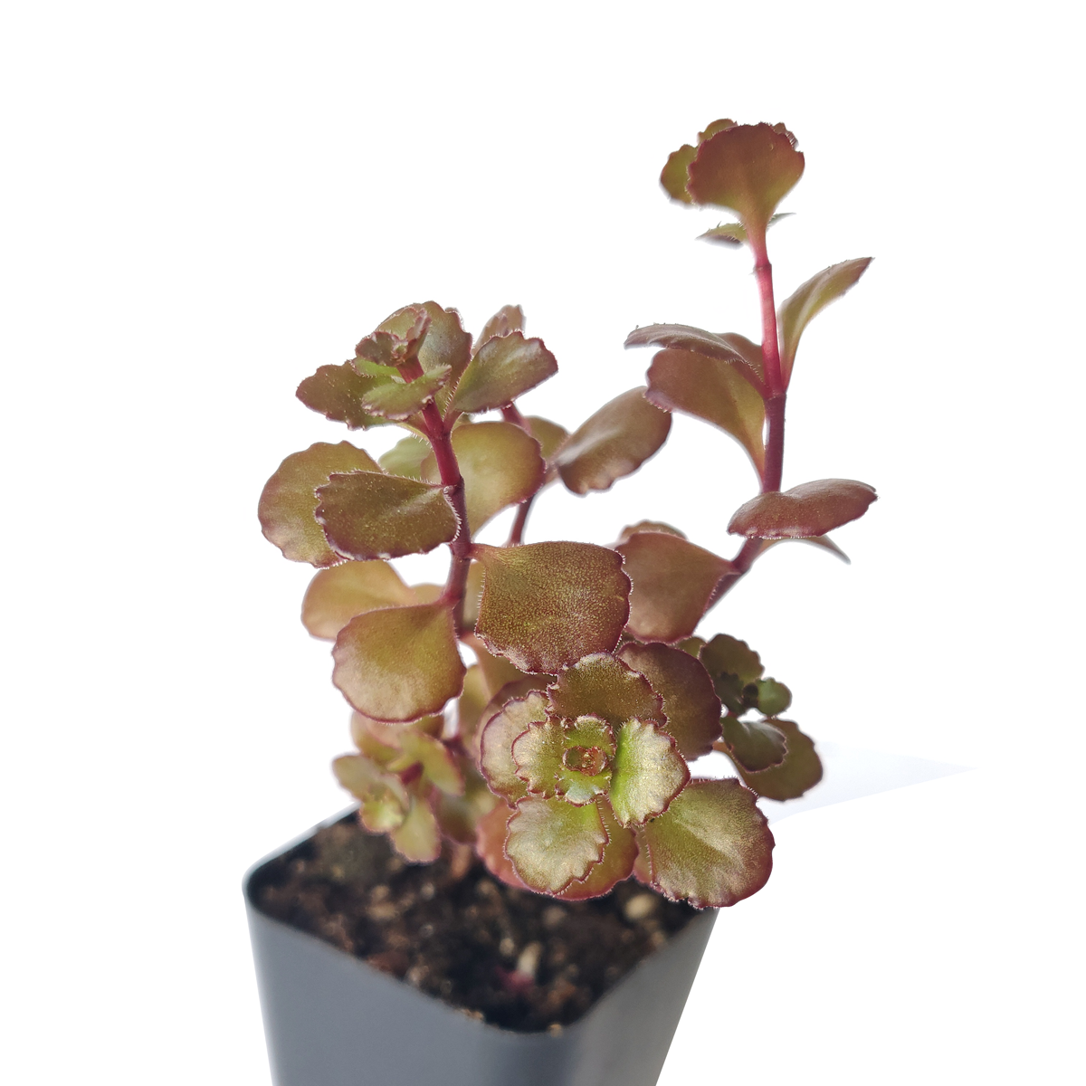 Sedum spurium for sale, red succulent, Dragon blood sedum for sale, best groundcover for shade, Succulents shop near me, Succulents, Rare succulents, how to grow succulents, succulents store in CA, monthly succulents, succulent subscription, succulents garden, Sedum spurium in California, How to grow Sedum spurium