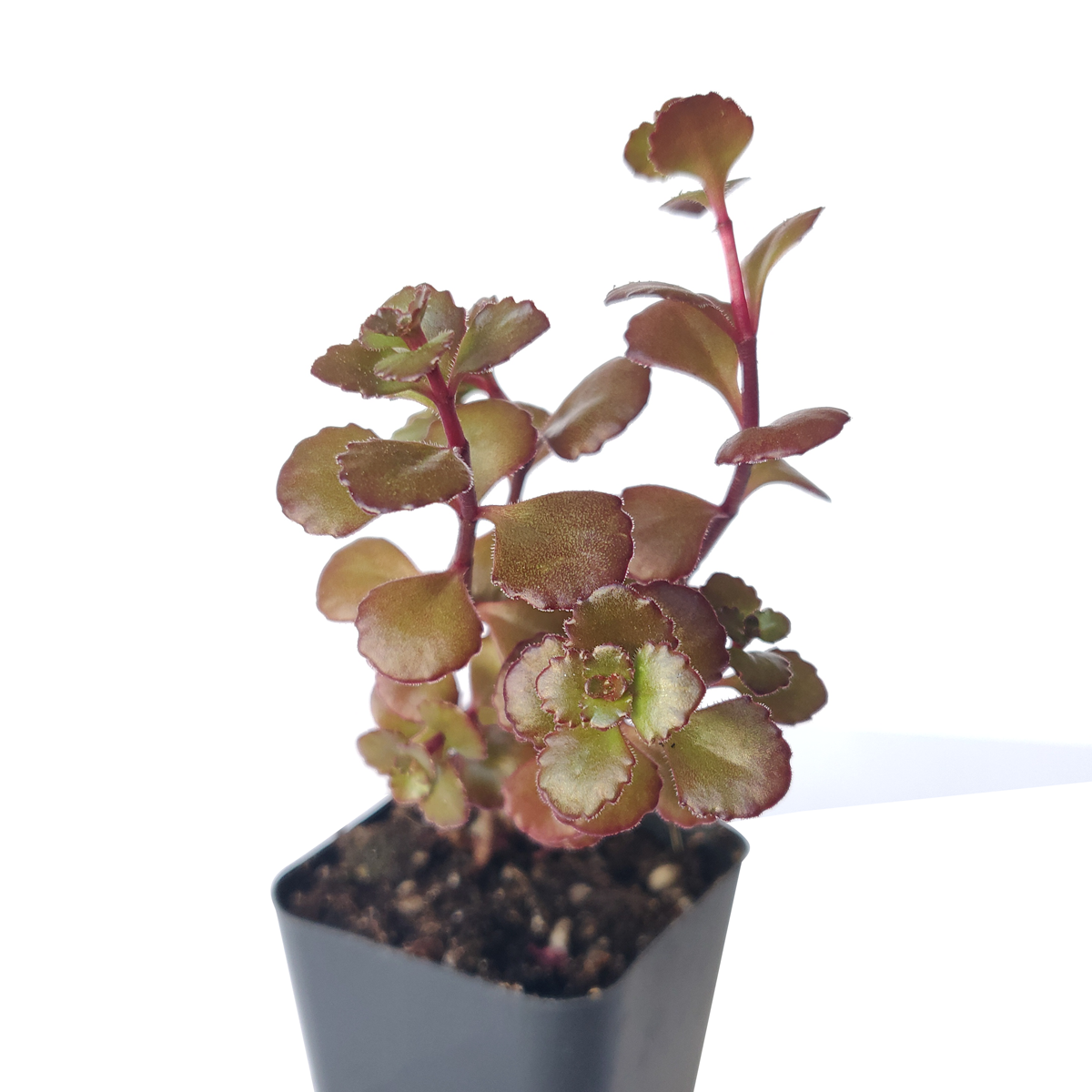 Sedum spurium for sale, red succulent, Dragon blood sedum for sale, best groundcover for shade, Succulents shop near me, Succulents, Rare succulents, how to grow succulents, succulents store in CA, monthly succulents, succulent subscription, succulents garden, Sedum spurium in California, How to grow Sedum spurium