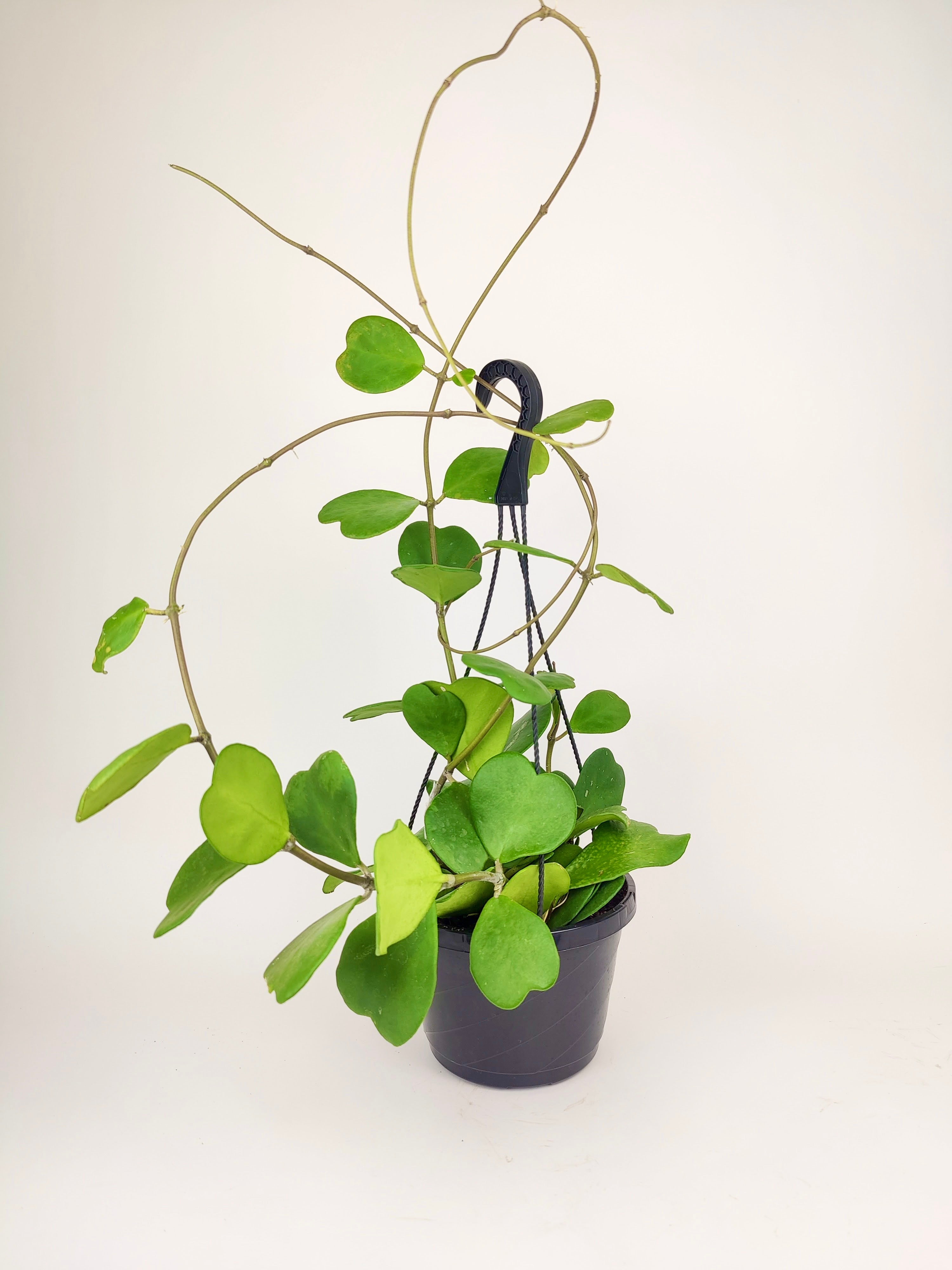 trailing succulent with heart shaped leaves Trailing Hoya Kerrii Heart (At least 3+ leaves) - Heart-shaped Leaves
