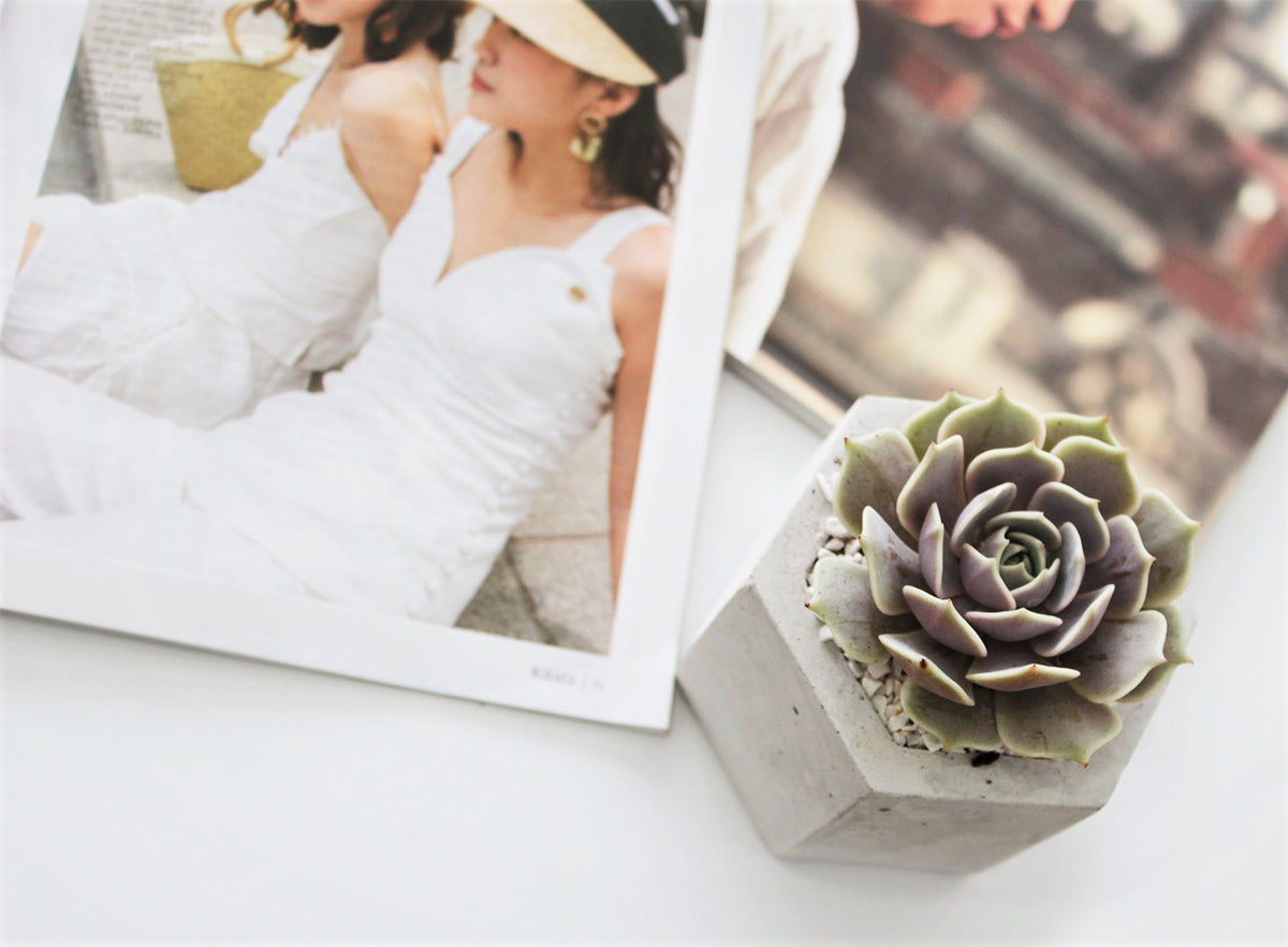 Concrete Pot for cactus