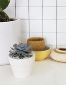 Pink ceramic pot for succulents and cactus, Small decorative plant pot for sale online, Where to buy succulent pot planter