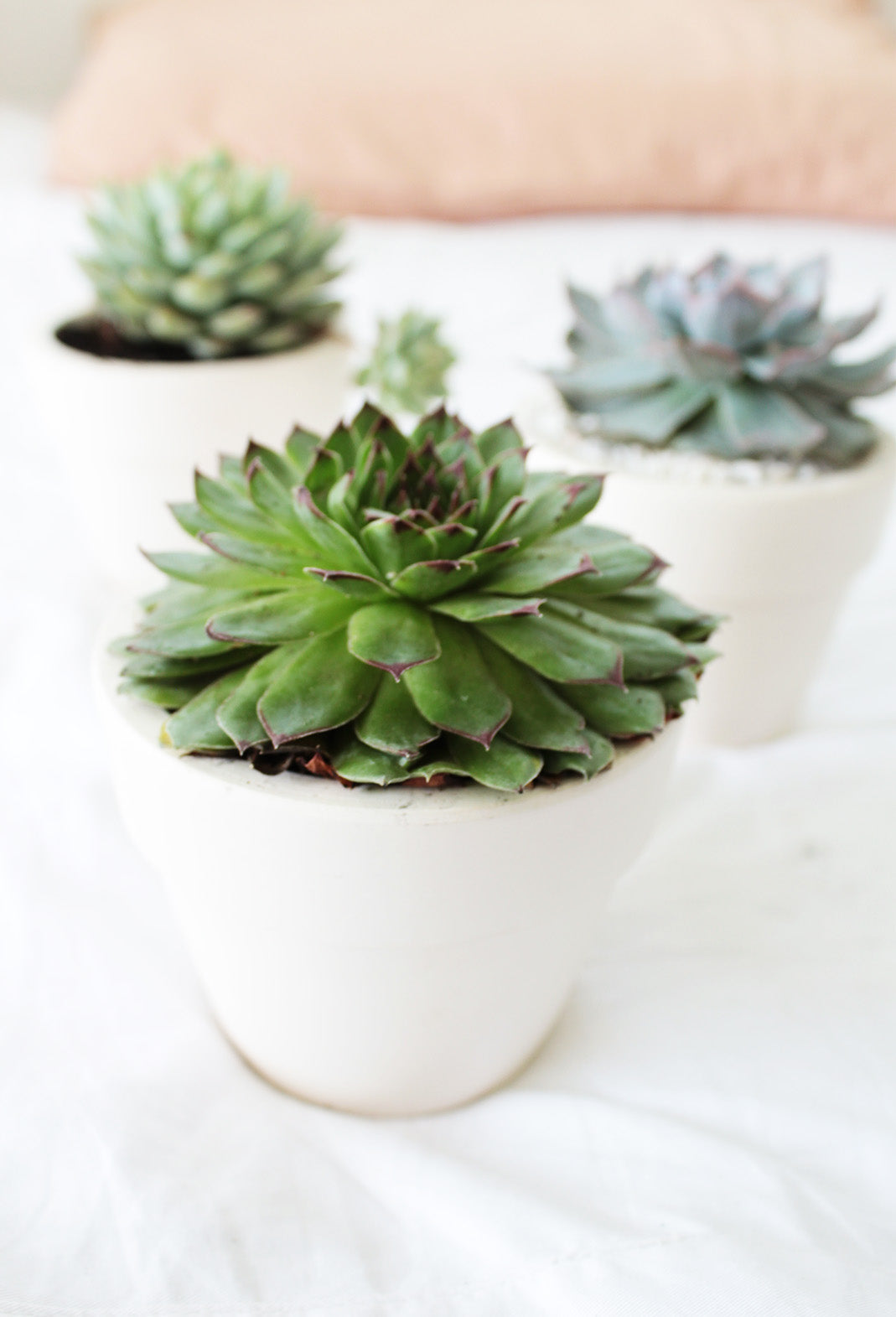 do succulent pots need drainage holes 4" White Clay Pot | Succulents Pot with Drainage Hole