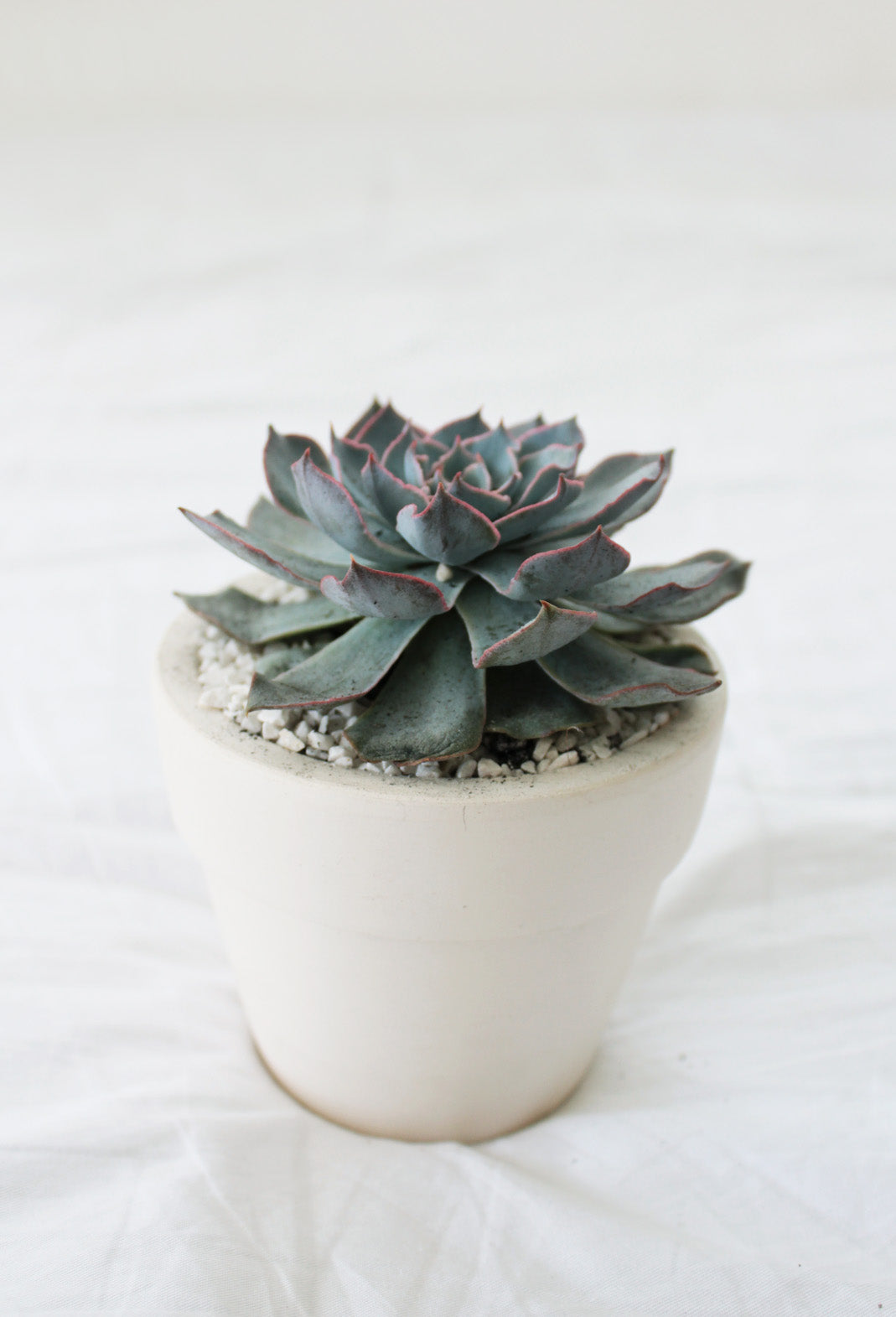 succulent pot for sale
