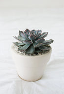 Pink ceramic pot for succulents and cactus, Small decorative plant pot for sale online, Where to buy succulent pot planter