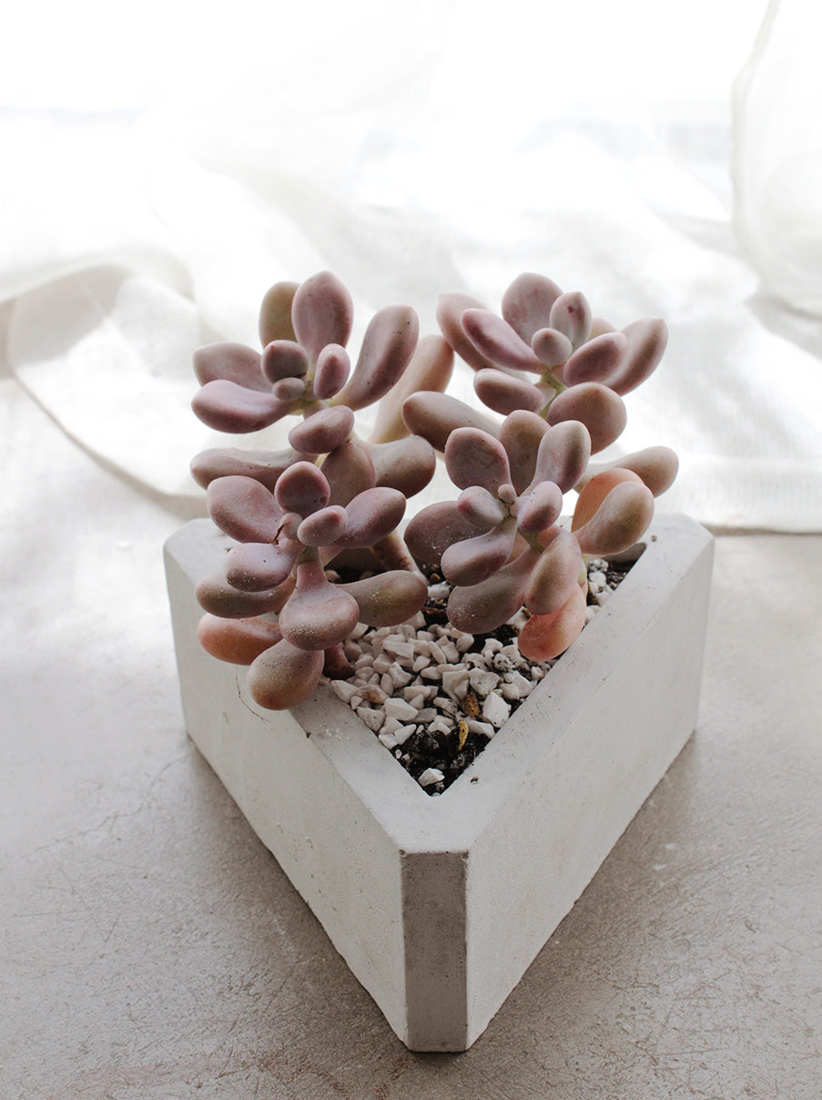 succulent triangle Triangle Concrete Planter