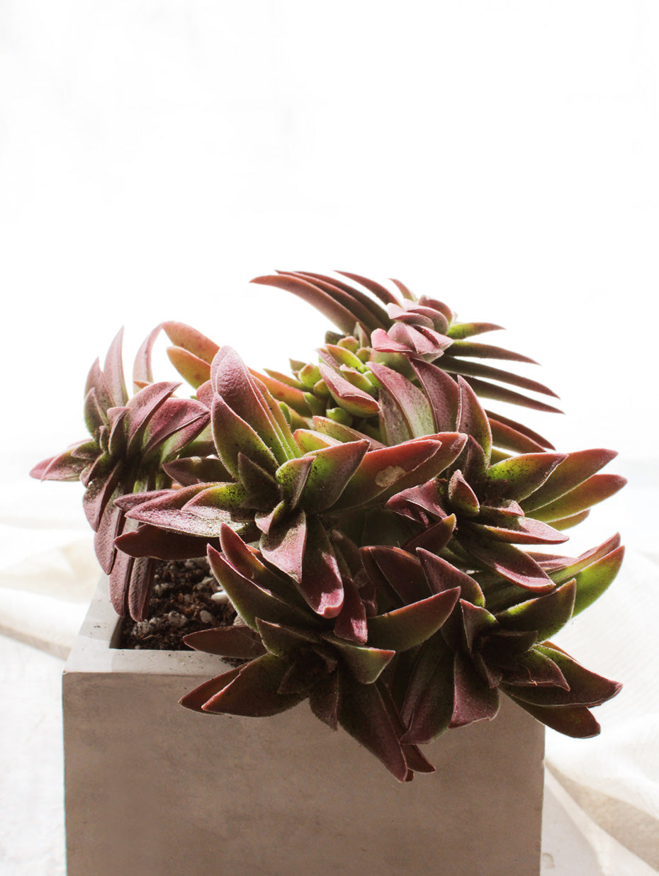 concrete pot for sale