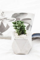 Concrete Pot for succulent