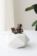 concrete pot for succulent