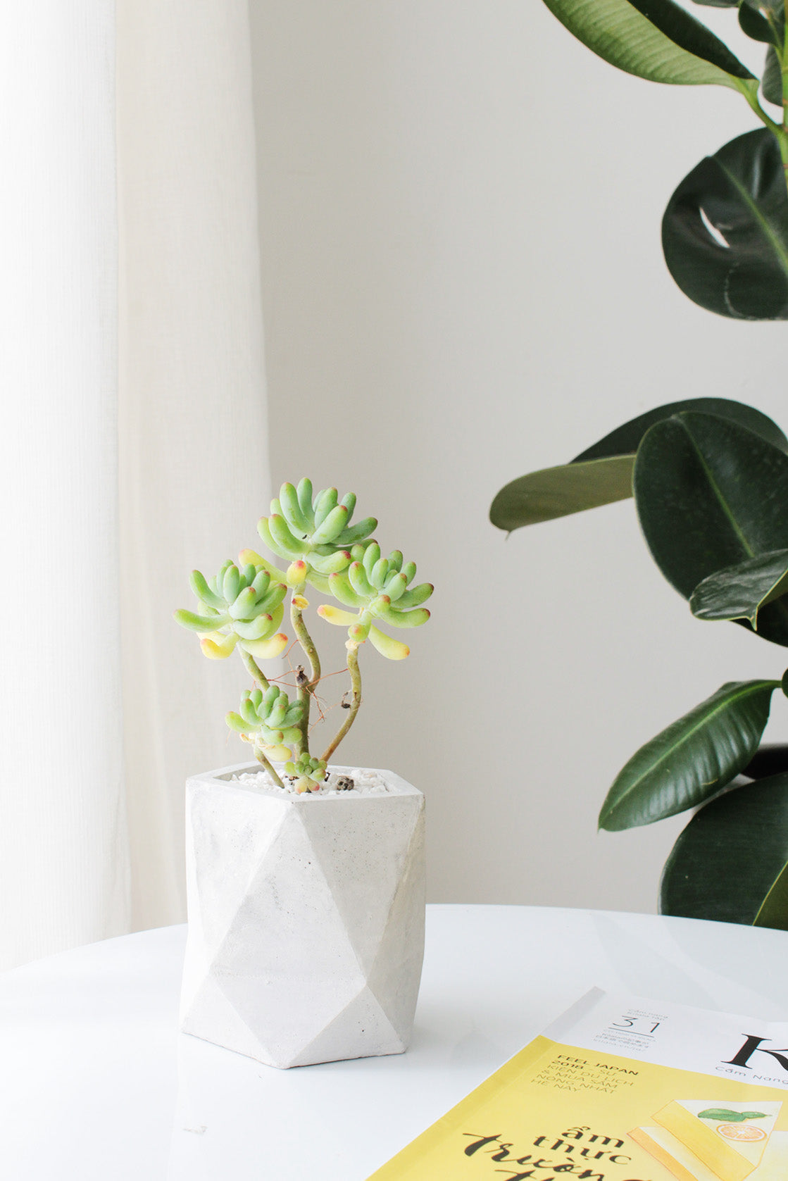 Pentagon Concrete Pot