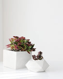 concrete pot for succulent