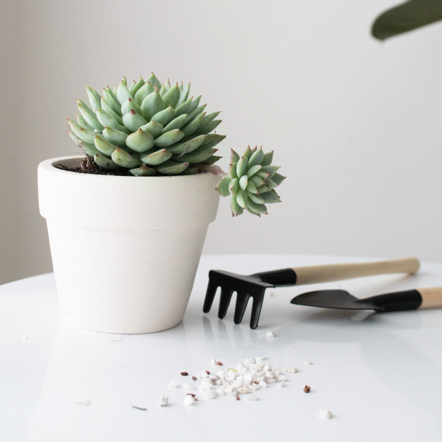 clay pot succulent 2'' White Clay Pot