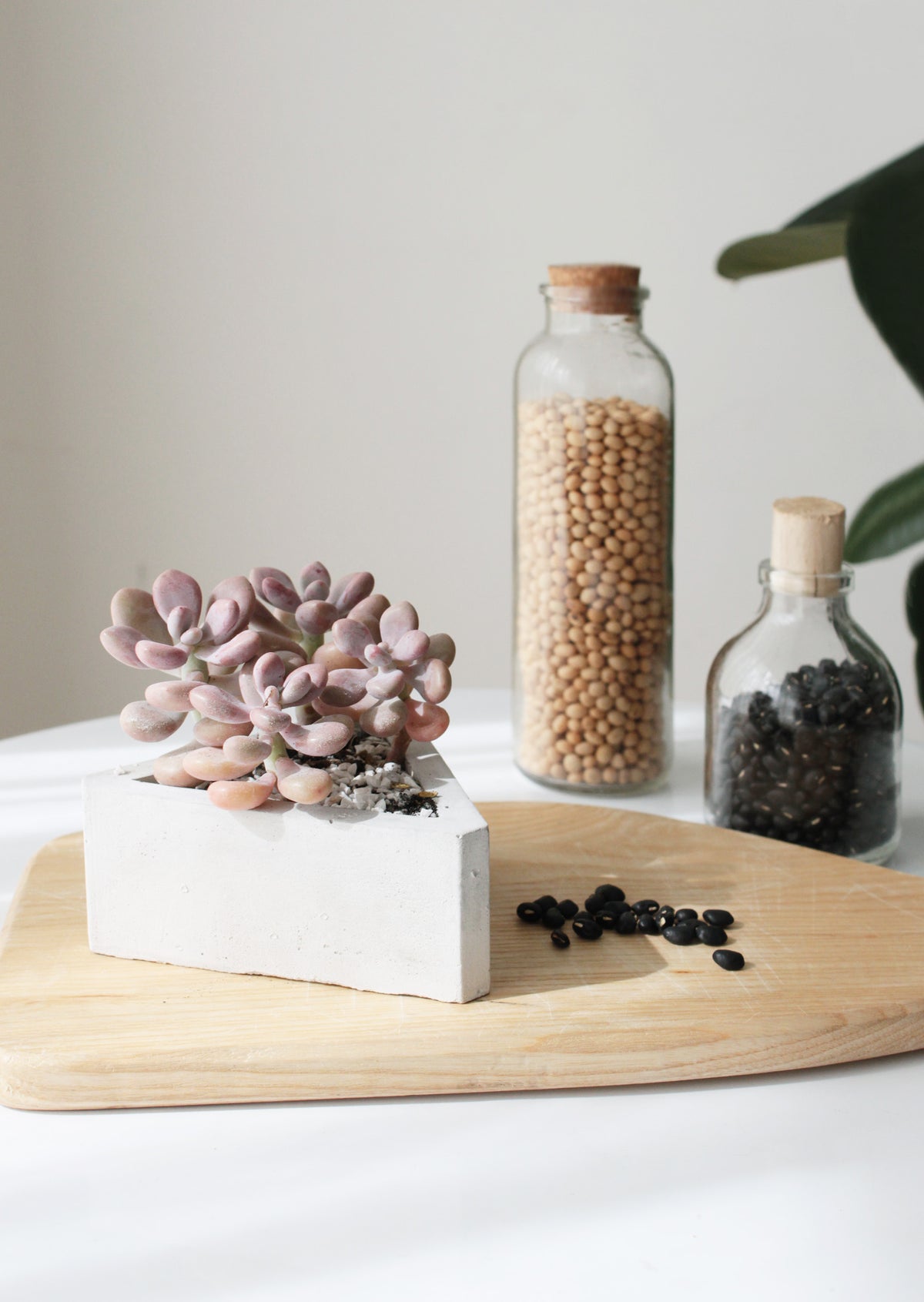 succulents pot for sale