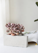 succulents planter
