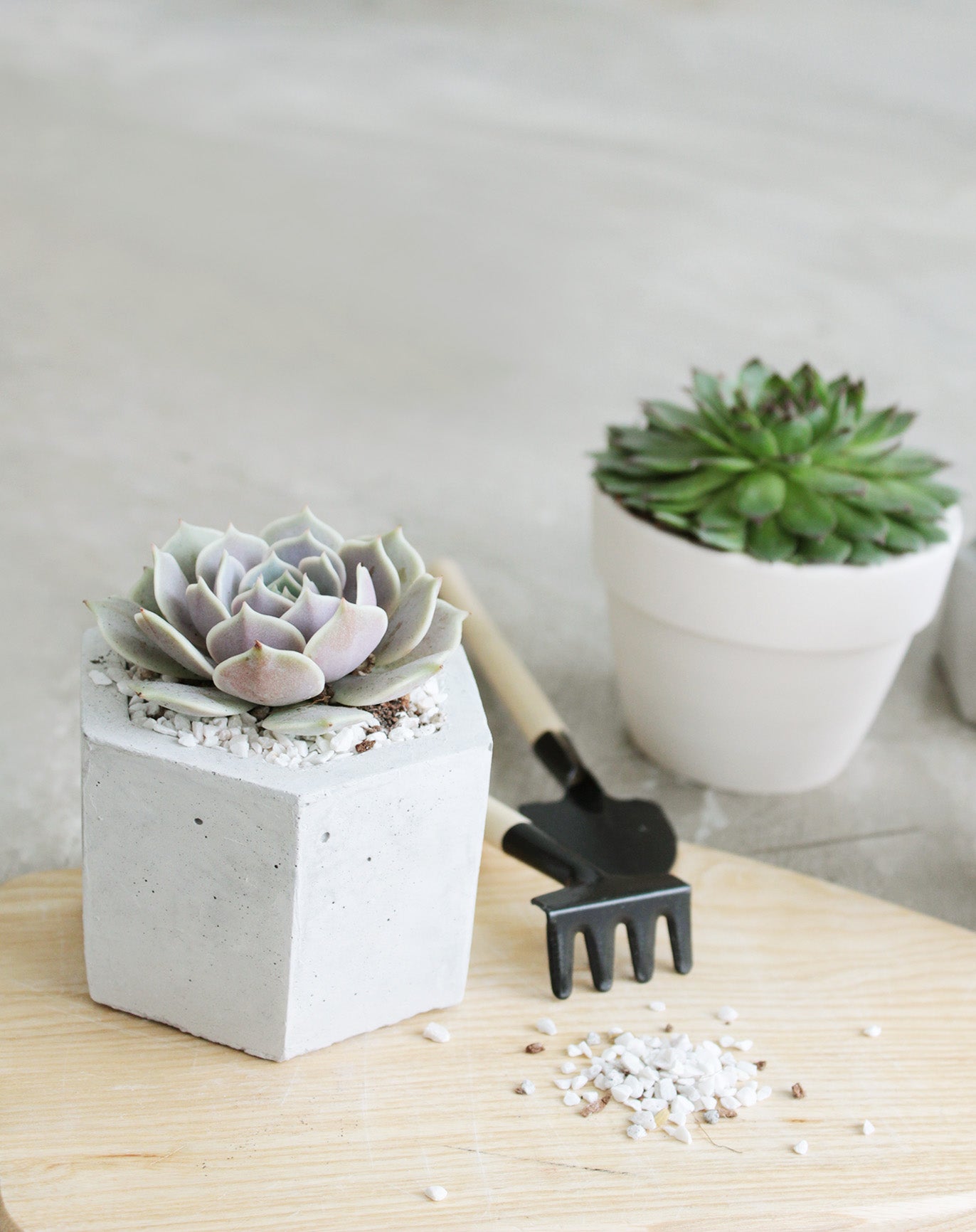 succulent planter with drainage 4" White Clay Pot | Succulents Pot with Drainage Hole