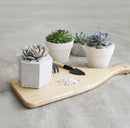 Pink ceramic pot for succulents and cactus, Small decorative plant pot for sale online, Where to buy succulent pot planter