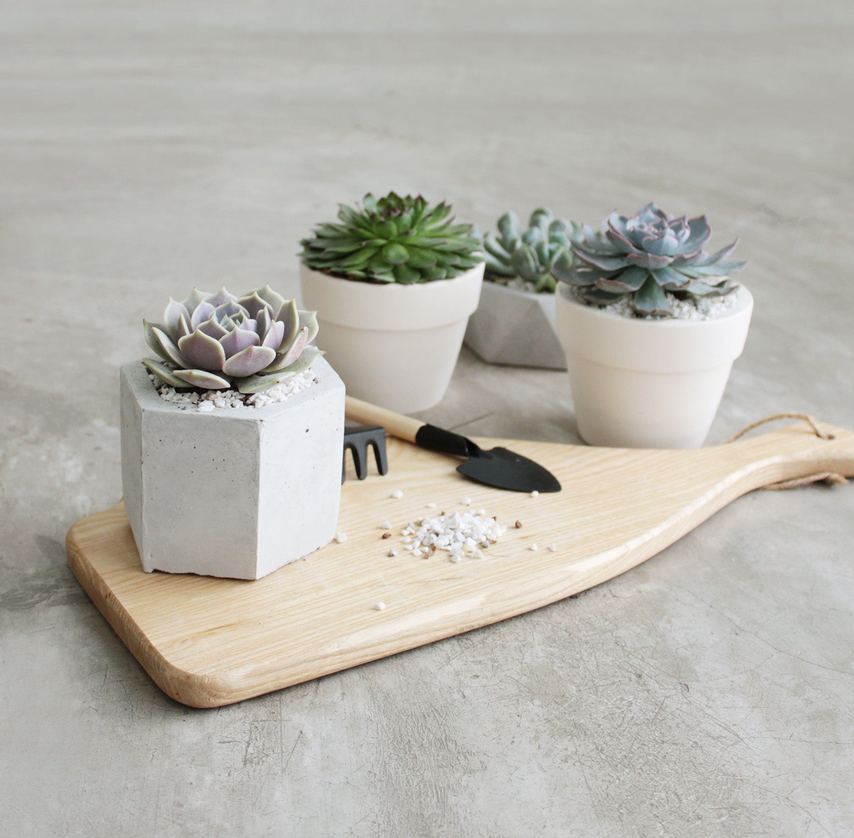 succulent pot with drainage 4" White Clay Pot | Succulents Pot with Drainage Hole