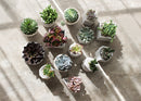 concrete pot for succulents
