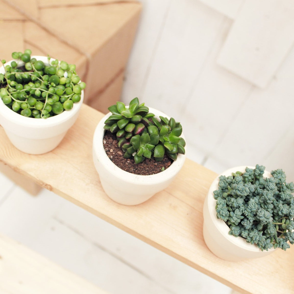 Succulent Subcription Boxes for sale, Succulents for Sale, Types of Succulents, Succulents Shop in California, Succulents and Cactus Plants, Cactus Box, Subscription Box with Care Instruction, Succulent Subscription Gift Box Monthly
