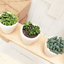 Succulent Subcription Boxes for sale, Succulents for Sale, Types of Succulents, Succulents Shop in California, Succulents and Cactus Plants, Cactus Box, Subscription Box with Care Instruction, Succulent Subscription Gift Box Monthly
