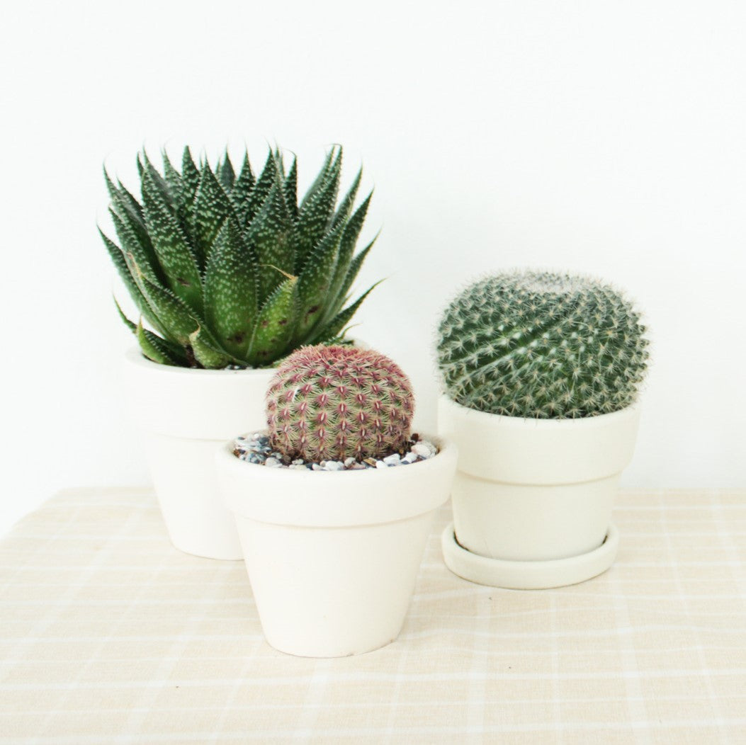 Subscription Box with Care Instruction, Succulents for Sale, Types of Succulents, Succulents Shop in California, Succulents and Cactus Plants, Cactus Box, Subscription Box with Care Instruction, Succulent Subscription Box