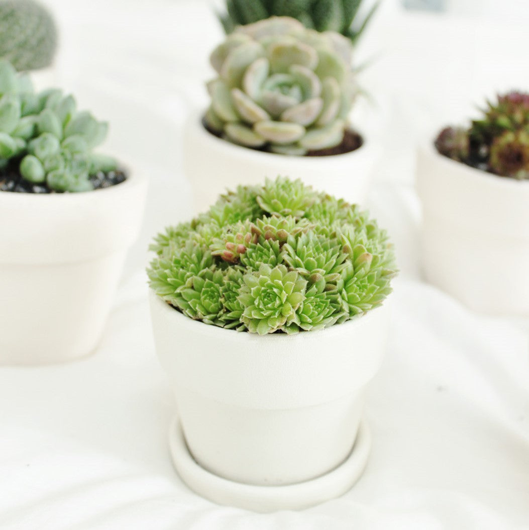 Succulents for Sale, Types of Succulents, Succulents Shop in California, Succulents and Cactus Plants, Cactus Box, Subscription Box with Care Instruction, Succulent Subscription Box